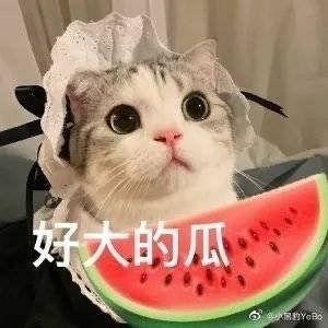 卖瓜网红一次吃一百个,网红一次吃下百个瓜,记录惊人食量 第2张 卖瓜网红一次吃一百个,网红一次吃下百个瓜,记录惊人食量 第2张
