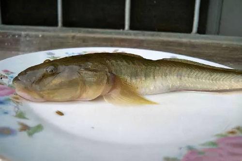海鲶鱼被爆料视频大全下载,视频大全下载背后的真相与争议