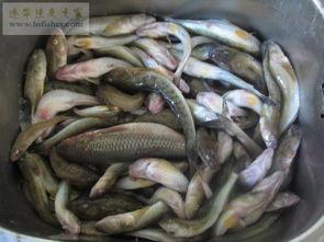 海鲶鱼被爆料视频大全下载,视频大全下载背后的真相与争议 第2张 海鲶鱼被爆料视频大全下载,视频大全下载背后的真相与争议 第2张