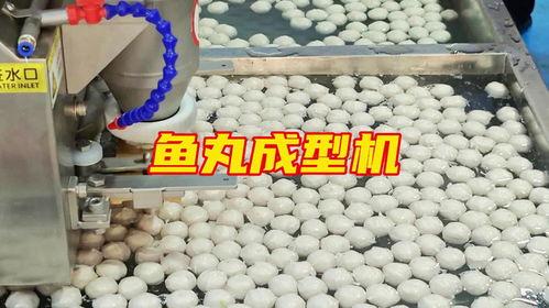 鱼丸加工厂爆料视频教程,视频教程带你走进鱼丸制作全过程
