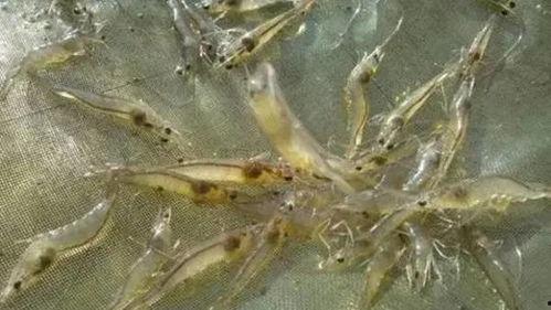 养殖对虾爆料视频大全最新,揭秘行业秘密与养殖技巧 第2张 养殖对虾爆料视频大全最新,揭秘行业秘密与养殖技巧 第2张