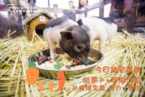 爆料小猪女网红视频,揭秘网红背后的惊人真相  第3张