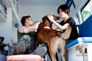 神犬奇兵全集在线观看,忠诚守护,勇闯天涯的军犬传奇 第2张 神犬奇兵全集在线观看,忠诚守护,勇闯天涯的军犬传奇 第2张