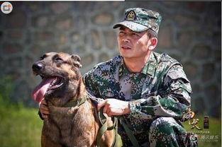 神犬奇兵全集在线观看,忠诚守护,勇闯天涯的军犬传奇 第3张 神犬奇兵全集在线观看,忠诚守护,勇闯天涯的军犬传奇 第3张