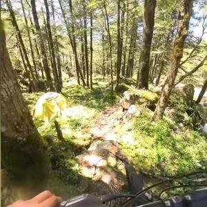 东莞枯树爆料事件视频播放,真相与反思