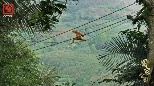 东莞枯树爆料事件视频播放,真相与反思  第2张