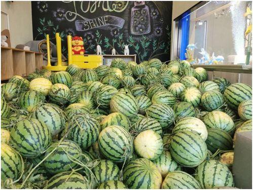 上哪儿能免费吃瓜,上哪儿能畅享夏日清凉