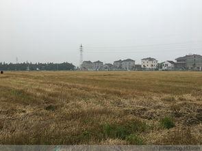 汾湖论坛新闻爆料金家坝,金家坝最新动态揭秘  第3张