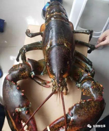 龙虾最新爆料是真的吗视频  第2张