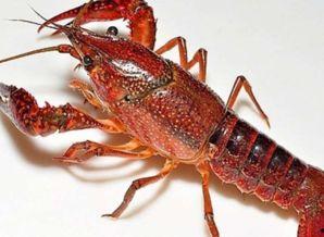 龙虾最新爆料是真的吗视频  第3张