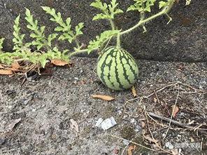 网红吃一根三月瓜,太有毅力了! 第2张 网红吃一根三月瓜,太有毅力了! 第2张